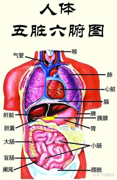 內臟有哪些|人體內臟器官結構分布圖詳解 ＊ 阿波羅新聞網